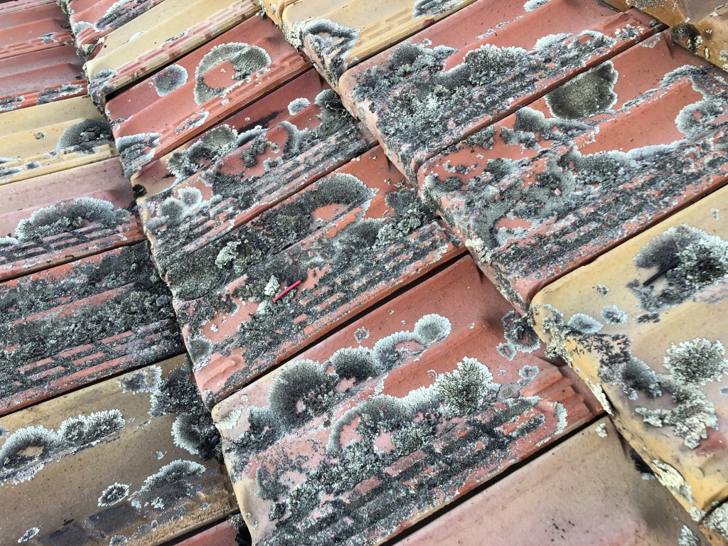 Lichen growing on roof tiles