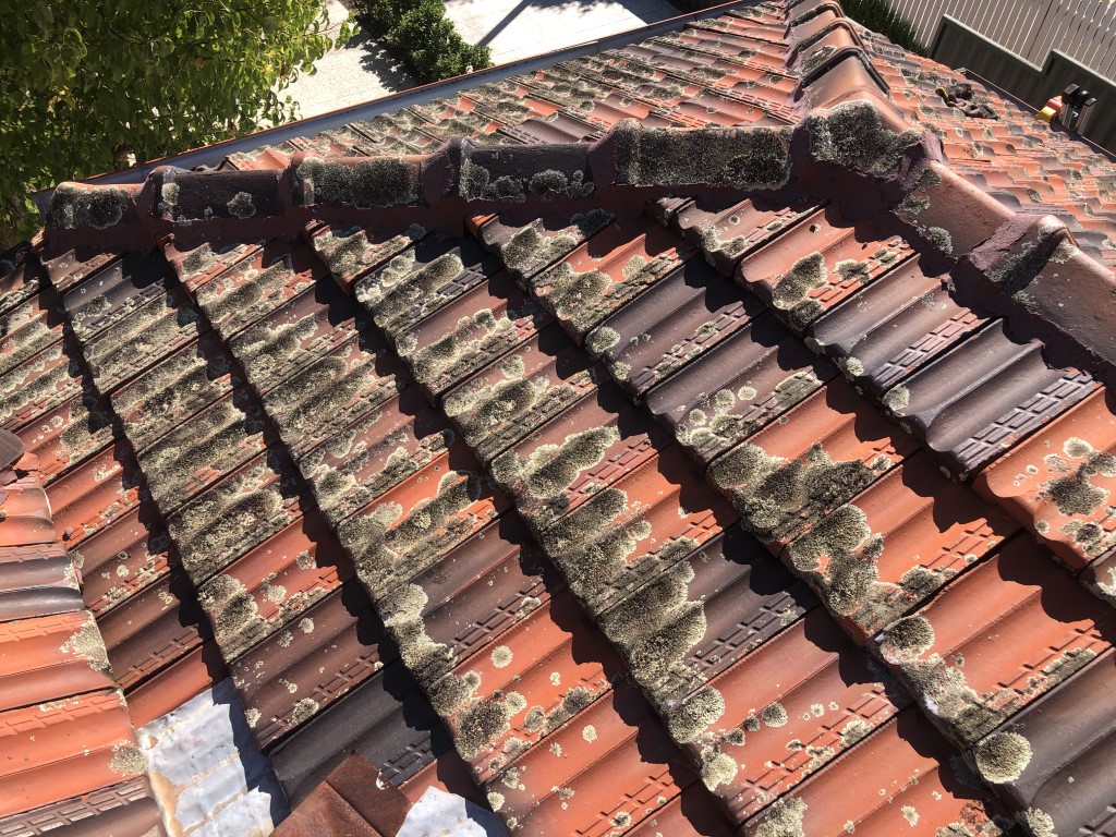 Lichen growing on the roof tiles