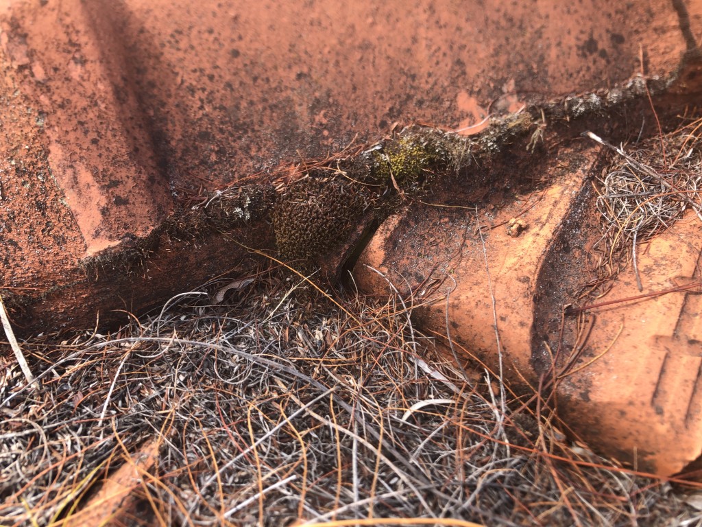 Roof covered with leaves and organic matter. Moss growing in the pointing.
